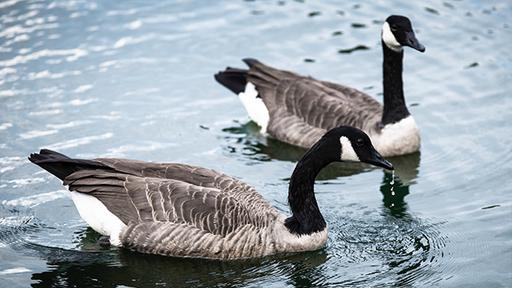 Hailsham Pond with Geese 